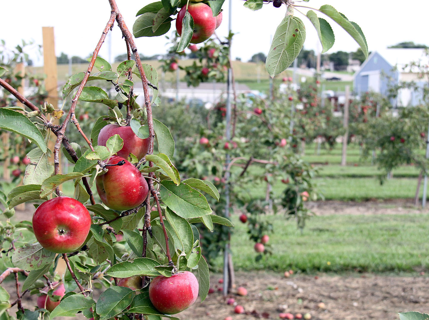 Fontanelle Orchard